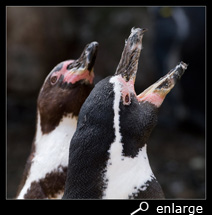 Couple humboldt penguins