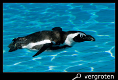 Afrikaanse pinguïn