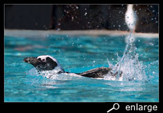 African penguin taking a bath