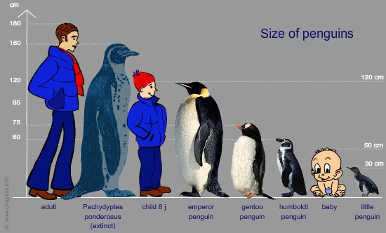 size of penguins