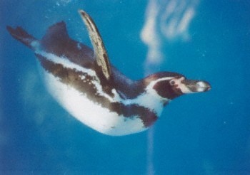 Humboldt pinguin (15K)