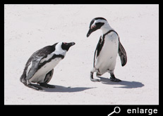 Staring african penguins
