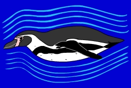 swimming humboldt penguin