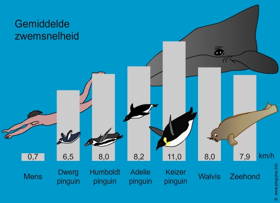 Zwemmende afrikaanse pinguin (15 K)