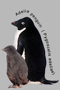 ad Ubillie penguin
