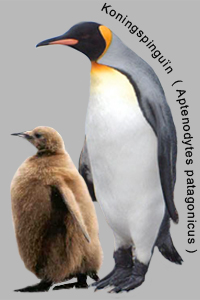 Zij zijn In het algemeen Bowling Pinguins info - Aptenodytes keizerpinguins en koningspinguins