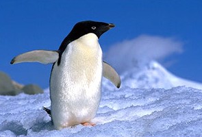  ad Assimillie penguin