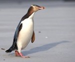 geeloog pinguïn