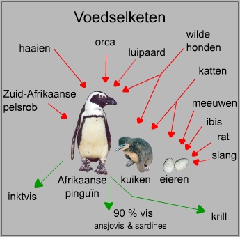 Voedselketen van een Afrikaanse pinguïn