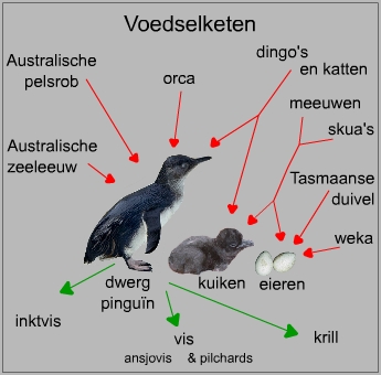 Voedselketen van een dwergpinguïn