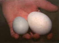 eieren van grote kuifpinguin