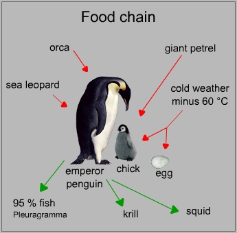 Food chain of a emperor penguin