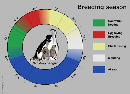 breeding cycle chinstrap penguin
