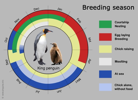 breeding cycle king penguin