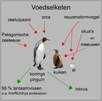 Kwade trouw Afrikaanse ventilator Pinguins info - Aptenodytes keizerpinguins en koningspinguins