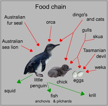 Food chain of a little penguin