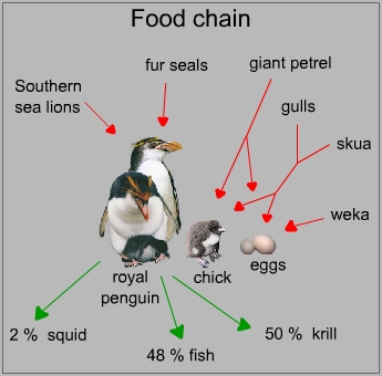 Food chain of a royal penguin