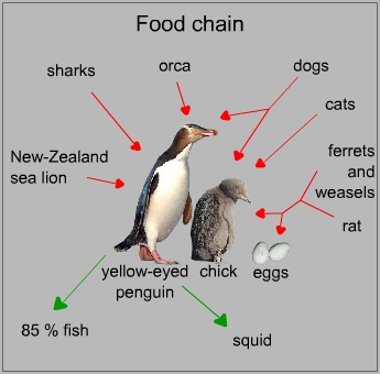 Food chain of a yellow-eyed penguin