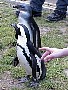 Among penguins (42K)