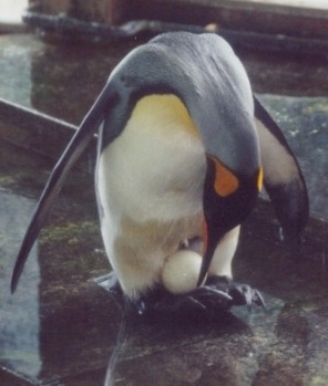 King penguin breeding (23 K)