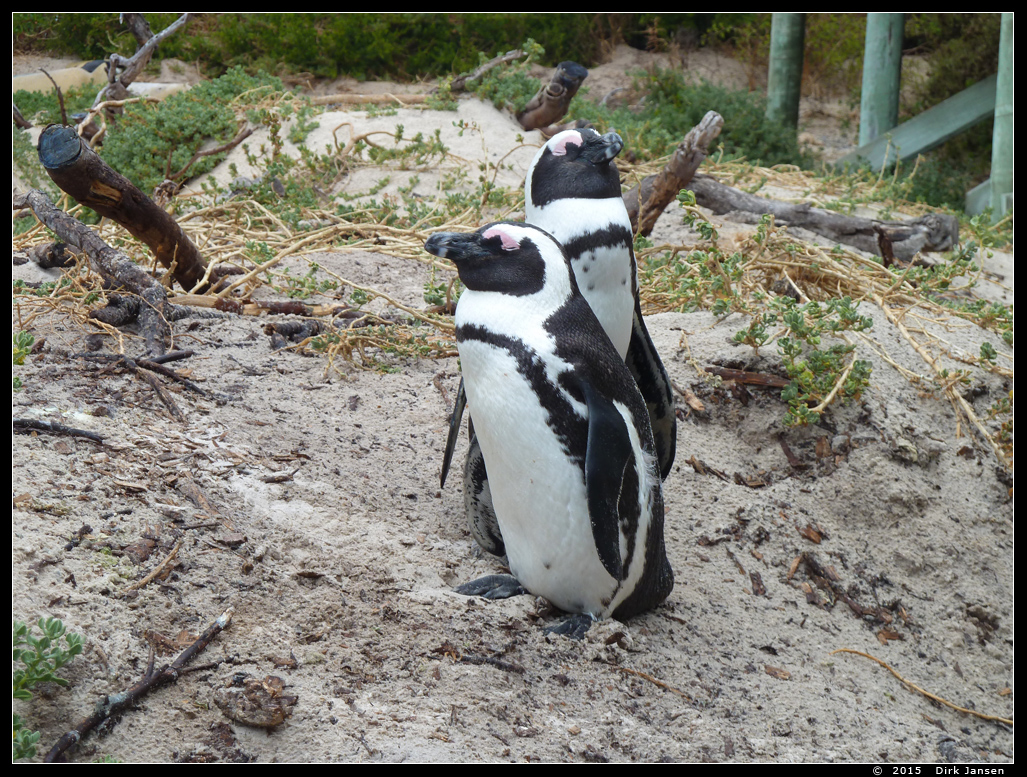 Afrikaanse pinguin of zwartvoetpinguïn  ( Spheniscus demersus )  African penguin     Brillenpinguin
This picture is made by Dirk Jansen, when he was  in Boulders Beach, Cape town (South Africa). It is used with permission from him and can only be used for non-commercial purpose after asking permission to him.
Trefwoorden: Spheniscus demersus chick Afrikaanse pinguin zwartvoetpinguïn African penguin blackfoot penguin Brillenpinguin Boulders South Africa Zuid-Afrika