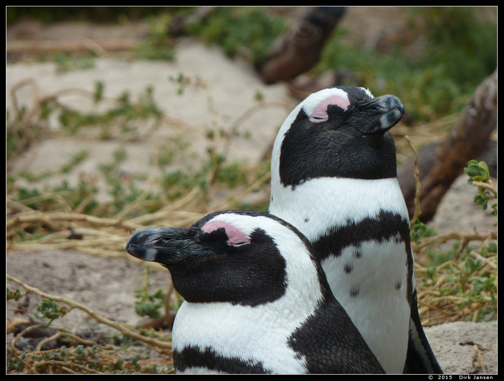 Afrikaanse pinguin of zwartvoetpinguïn  ( Spheniscus demersus )  African penguin     Brillenpinguin
This picture is made by Dirk Jansen, when he was  in Boulders Beach, Cape town (South Africa). It is used with permission from him and can only be used for non-commercial purpose after asking permission to him.
Keywords: Spheniscus demersus chick Afrikaanse pinguin zwartvoetpinguïn African penguin blackfoot penguin Brillenpinguin Boulders South Africa Zuid-Afrika