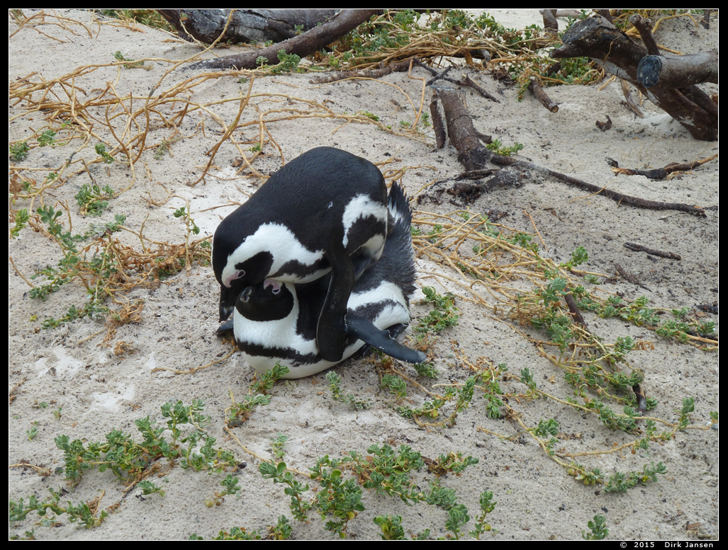 Afrikaanse pinguin of zwartvoetpinguïn  ( Spheniscus demersus )  African penguin     Brillenpinguin
This picture is made by Dirk Jansen, when he was  in Boulders Beach, Cape town (South Africa). It is used with permission from him and can only be used for non-commercial purpose after asking permission to him.
Trefwoorden: Spheniscus demersus chick Afrikaanse pinguin zwartvoetpinguïn African penguin blackfoot penguin Brillenpinguin Boulders South Africa Zuid-Afrika