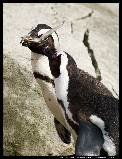 Afrikaanse pinguin of zwartvoetpinguïn  ( Spheniscus demersus )  African penguin     Brillenpinguin
Keywords: Spheniscus demersus Afrikaanse pinguin zwartvoetpinguïn African penguin blackfoot penguin Brillenpinguin Paradisio Pairi daiza