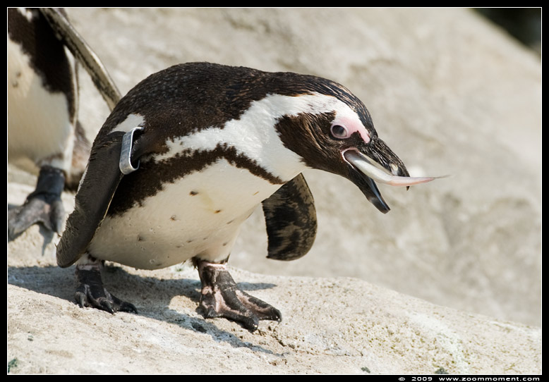 Afrikaanse pinguin of zwartvoetpinguïn  ( Spheniscus demersus )  African penguin     Brillenpinguin
Trefwoorden: Spheniscus demersus Afrikaanse pinguin zwartvoetpinguïn African penguin blackfoot penguin Brillenpinguin Paradisio Pairi daiza