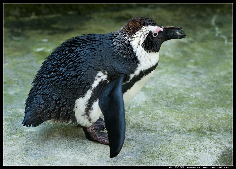 Afrikaanse pinguin of zwartvoetpinguïn  ( Spheniscus demersus )  African penguin     Brillenpinguin
Keywords: Spheniscus demersus Afrikaanse pinguin zwartvoetpinguïn African penguin blackfoot penguin Brillenpinguin Paradisio Pairi daiza
