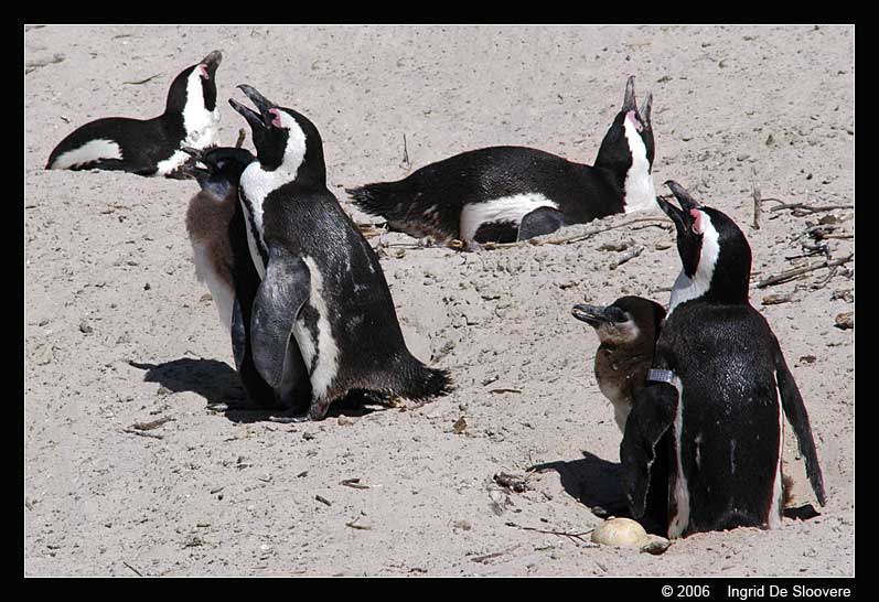 Afrikaanse pinguin of zwartvoetpinguïn  ( Spheniscus demersus )  African penguin     Brillenpinguin
This picture is made by Ingrid De Sloovere, when she was on holiday in Boulders Beach, Cape town (South Africa). It is used with permission from her and can only be used for non-commercial purpose after asking permission to her.
Trefwoorden: Spheniscus demersus chick Afrikaanse pinguin zwartvoetpinguïn African penguin blackfoot penguin Brillenpinguin Boulders South Africa Zuid-Afrika