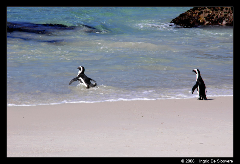 Afrikaanse pinguin of zwartvoetpinguïn  ( Spheniscus demersus )  African penguin     Brillenpinguin
This picture is made by Ingrid De Sloovere, when she was on holiday in Boulders Beach, Cape town (South Africa). It is used with permission from her and can only be used for non-commercial purpose after asking permission to her.
Trefwoorden: Spheniscus demersus chick Afrikaanse pinguin zwartvoetpinguïn African penguin blackfoot penguin Brillenpinguin Boulders South Africa Zuid-Afrika