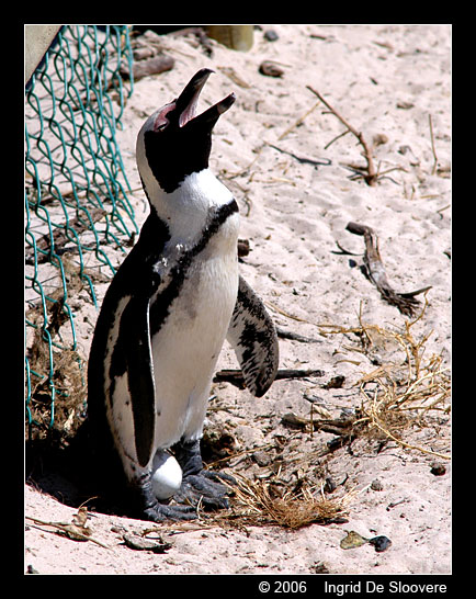 Afrikaanse pinguin of zwartvoetpinguïn  ( Spheniscus demersus )  African penguin     Brillenpinguin
This picture is made by Ingrid De Sloovere, when she was on holiday in Boulders Beach, Cape town (South Africa). It is used with permission from her and can only be used for non-commercial purpose after asking permission to her.
Keywords: Spheniscus demersus chick Afrikaanse pinguin zwartvoetpinguïn African penguin blackfoot penguin Brillenpinguin Boulders South Africa Zuid-Afrika