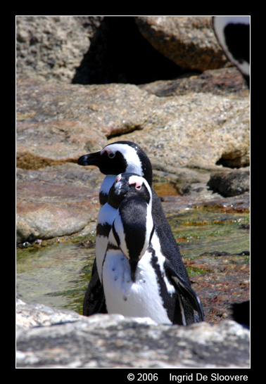Afrikaanse pinguin of zwartvoetpinguïn  ( Spheniscus demersus )  African penguin     Brillenpinguin
This picture is made by Ingrid De Sloovere, when she was on holiday in Boulders Beach, Cape town (South Africa). It is used with permission from her and can only be used for non-commercial purpose after asking permission to her.
Keywords: Spheniscus demersus chick Afrikaanse pinguin zwartvoetpinguïn African penguin blackfoot penguin Brillenpinguin Boulders South Africa Zuid-Afrika