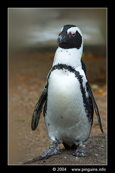 Afrikaanse pinguin of zwartvoetpinguïn  ( Spheniscus demersus )  African penguin     Brillenpinguin
Artis zoo Amsterdam Netherlands
Keywords: Spheniscus demersus Afrikaanse pinguin zwartvoetpinguïn African penguin blackfoot penguin Brillenpinguin
