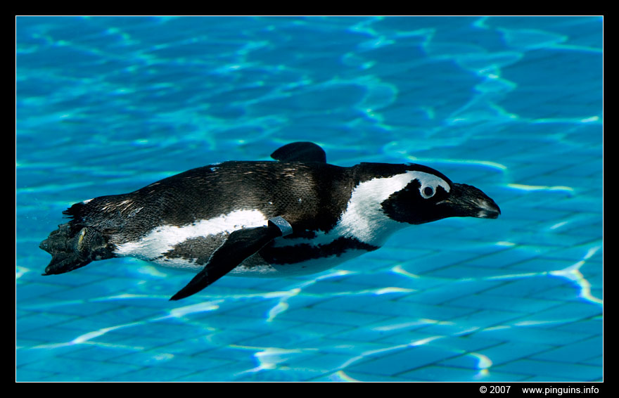 Afrikaanse pinguin of zwartvoetpinguïn  ( Spheniscus demersus )  African penguin     Brillenpinguin
Trefwoorden: Spheniscus demersus Afrikaanse pinguin zwartvoetpinguïn African penguin blackfoot penguin Brillenpinguin