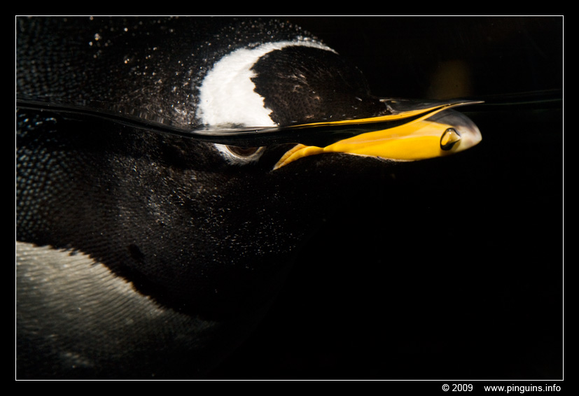ezelspinguïn  ( Pygoscelis papua )  gentoo penguin
Blijdorp Rotterdam zoo
Trefwoorden: Blijdorp Rotterdam zoo ezelspinguïn Pygoscelis papua gentoo penguin