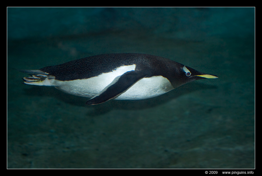 ezelspinguïn  ( Pygoscelis papua )  gentoo penguin
Wuppertal zoo Germany
Trefwoorden: Wuppertal zoo Germany vogel bird Pygoscelis papua ezelspinguïn ezelspinguin gentoo penguin