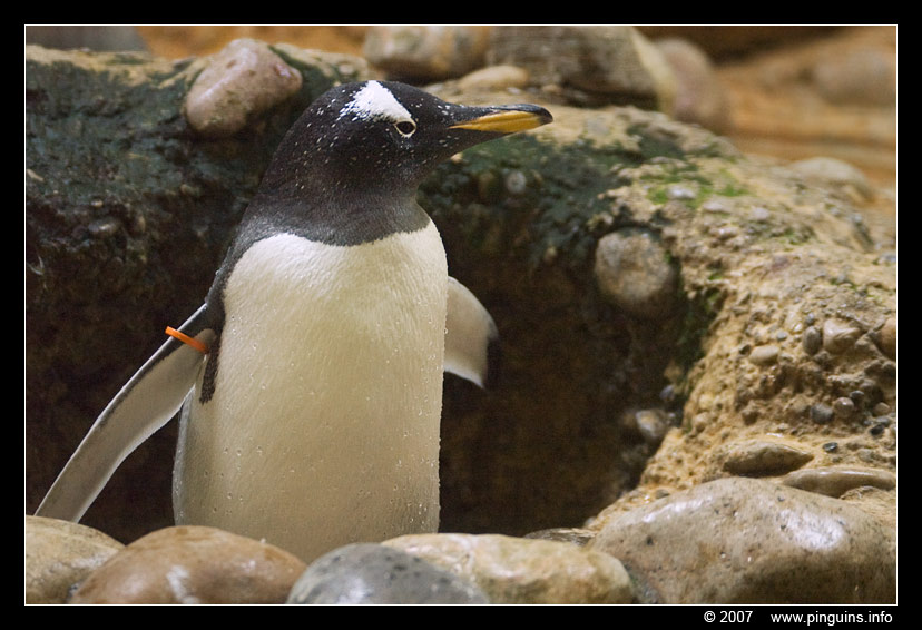 ezelspinguïn  ( Pygoscelis papua )  gentoo penguin
Basel zoo Switserland
Trefwoorden: Basel Switserland vogel bird Pygoscelis papua ezelspinguïn ezelspinguin gentoo penguin vogel bird