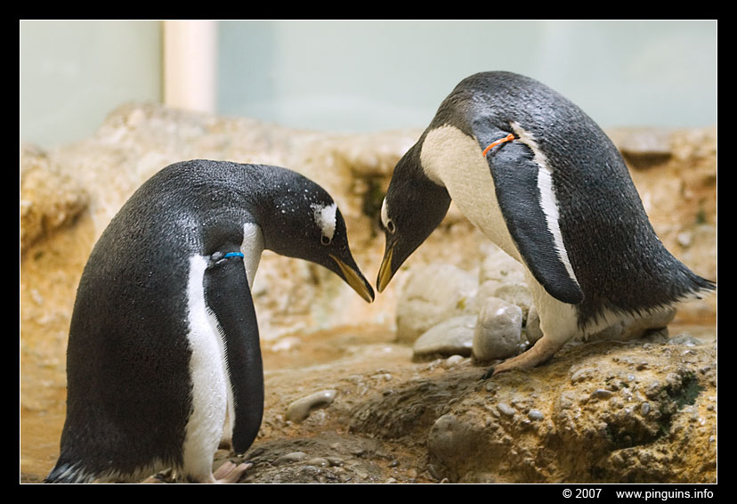 ezelspinguïn  ( Pygoscelis papua )  gentoo penguin
Basel zoo Switserland
Keywords: Basel Switserland vogel bird Pygoscelis papua ezelspinguïn ezelspinguin gentoo penguin vogel bird