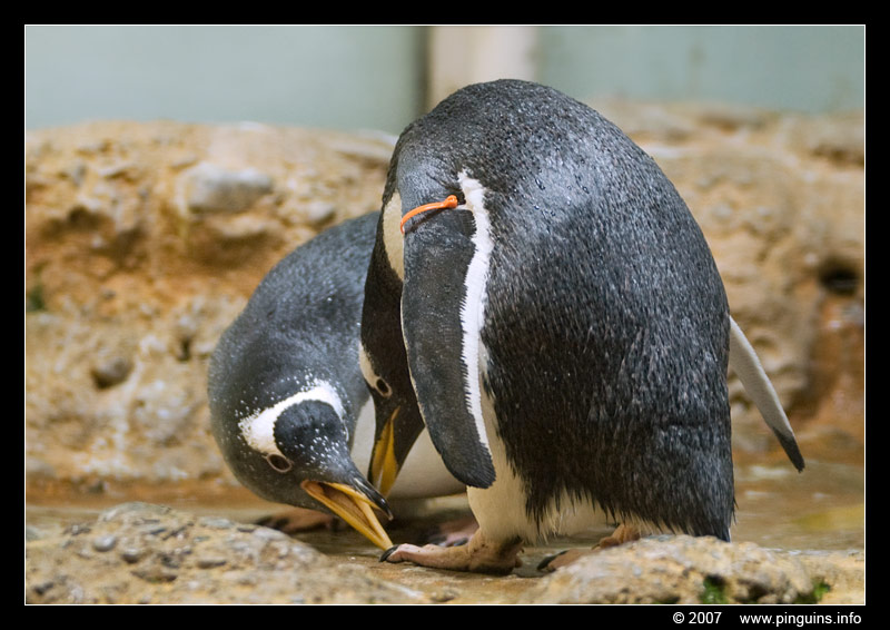 ezelspinguïn  ( Pygoscelis papua )  gentoo penguin
Basel zoo Switserland
Keywords: Basel Switserland vogel bird Pygoscelis papua ezelspinguïn ezelspinguin gentoo penguin vogel bird