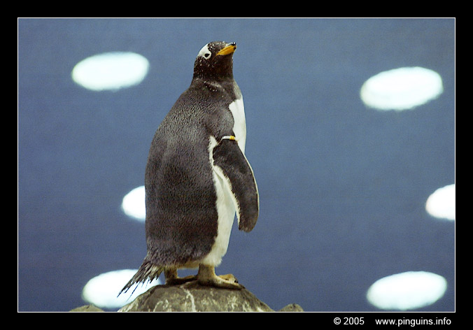 ezelspinguïn  ( Pygoscelis papua )  gentoo penguin
Loroparque Planet Penguin Tenerife
Trefwoorden: Pygoscelis papua ezelspinguïn ezelspinguin gentoo penguin Loroparque Planet Penguin Tenerife vogel bird