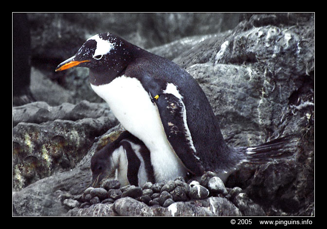 ezelspinguïn  ( Pygoscelis papua )  gentoo penguin
Loroparque Planet Penguin Tenerife
Trefwoorden: Pygoscelis papua ezelspinguïn ezelspinguin gentoo penguin Loroparque Planet Penguin Tenerife vogel bird