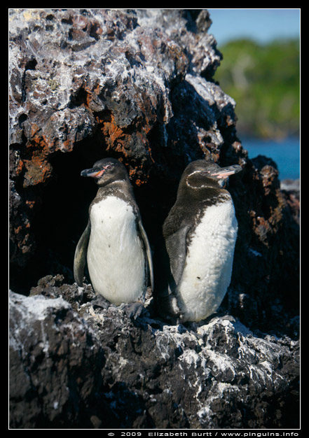 Galapagospinguin  ( Spheniscus mendiculus )  Galapagos penguin
Trefwoorden: Galapagospinguin  Spheniscus mendiculus  Galapagos penguin Galápagos Galápagospinguïn