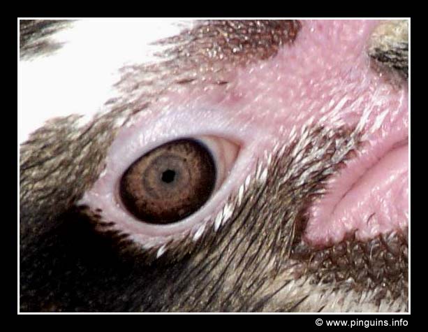 humboldtpinguïn  ( Spheniscus humboldti )  humboldt penguin
Antwerpen zoo Belgium
Keywords: Antwerpen zoo Belgium vogel bird Spheniscus humboldti humboldtpinguïn humboldt penguin
