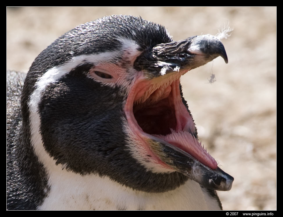 humboldtpinguïn  ( Spheniscus humboldti )  humboldt penguin
Emmen zoo Nederland
Trefwoorden: Emmen zoo Nederland Netherlands vogel bird Spheniscus humboldti humboldtpinguïn humboldt penguin