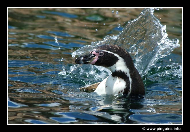 humboldtpinguïn  ( Spheniscus humboldti )  humboldt penguin
Emmen zoo Nederland

