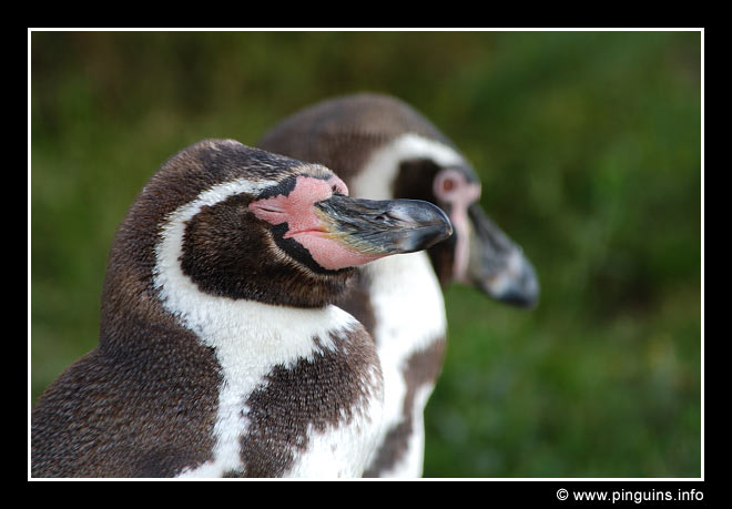 humboldtpinguïn  ( Spheniscus humboldti )  humboldt penguin
Emmen zoo Nederland
Keywords: Emmen zoo Nederland Netherlands vogel bird Spheniscus humboldti humboldtpinguïn humboldt penguin