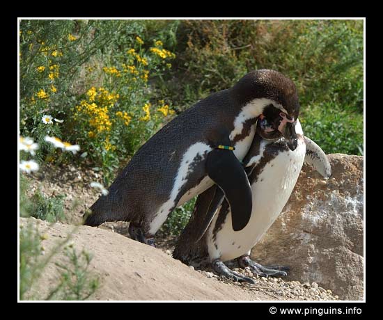 humboldtpinguïn  ( Spheniscus humboldti )  humboldt penguin
Emmen zoo Nederland
Trefwoorden: Emmen zoo Nederland Netherlands vogel bird Spheniscus humboldti humboldtpinguïn humboldt penguin