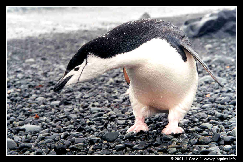 kinbandpinguïn of stormbandpinguïn of keelbandpinguïn  ( Pygoscelis antarctica )  chinstrap penguin    Kehlstreifenpinguin
© Jeanne Craig

"This picture is used with permission from Jeanne Craig and can only be used for non-commercial purpose after asking permission to her."
Keywords: Pygoscelis antarctica chinstrap penguin Kehlstreifenpinguin kinbandpinguin keelbandpinguin stormbandpinguïn Antarctica